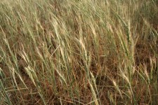 بررسی خسارت کشاورزان اسلام آبادغرب /کشاورزان نیازمند سبد حمایتی دولت