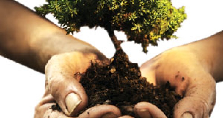 سایه سکوت خبری بر روز درخت كاري، امتداد بي توجهي مسئولان به نابودی جنگل های بلوط در اسلام آبادغرب