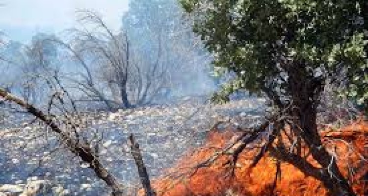 سوختن 750 هکتار از مراتع و جنگلها ی اسلام آباد غرب طی 333 مورد حریق/ ﻫﺸﺪﺍﺭ آتش سوزی در اراضی ملی و زراعی شهرستان