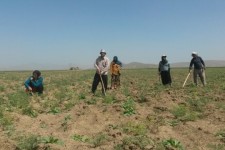 لزوم حمایت دولت از نخودکاران شهرستان اسلام آبادغرب