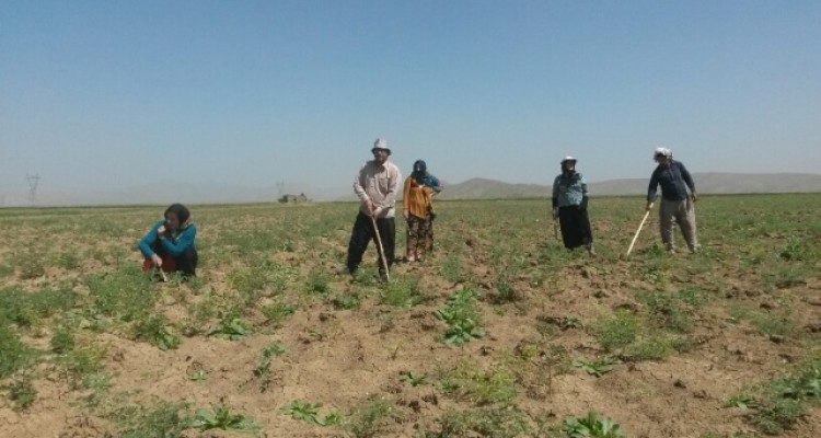 لزوم حمایت دولت از نخودکاران شهرستان اسلام آبادغرب