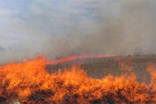 جزئیات آتش سوزی مزارع گندم در اسلام آبادغرب