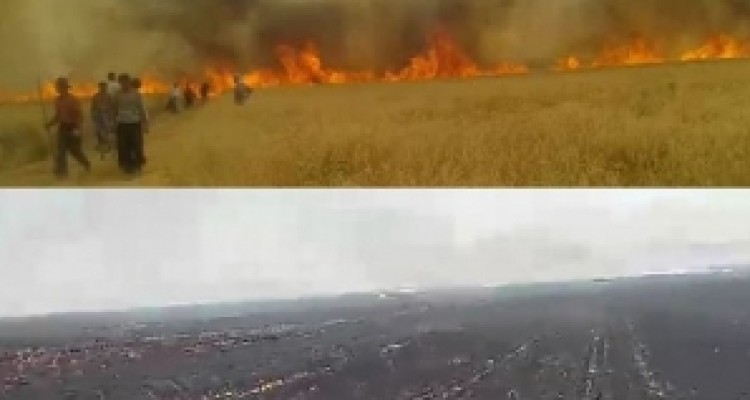 گندم‌هایی که به جای نان خاکستر می شوند/ آتش بر جان مزارع «هرسم»