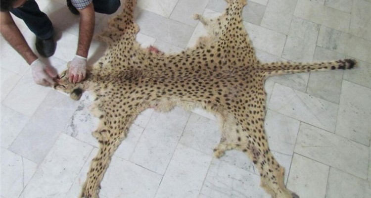 یوزپلنگ‌ها، رهسپار جاده‌ای به‌مقصد موزه‌های آرام