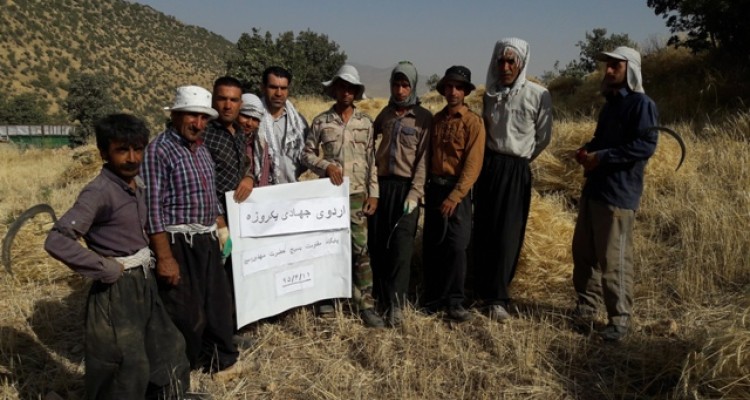 برگزاری اردوی جهادی در اسلام آبادغرب/ کمک به کشاورزان در برداشت محصول گندم+تصاویر