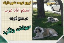 شهرداری اسلام آباد غرب و طرح جمع آوری حیوانات ولگرد !
