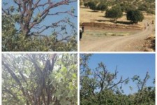 امسال درختان بلوط اسلام آباد قربانی شیرین زبانی خود شده اند