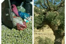 رسم ناخوشایند شوکه گیری قاتل درختان بلوط در غرب استان کرمانشاه