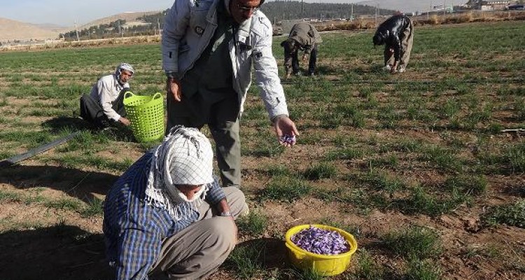 آغاز برداشت زعفران در اسلام آباد غرب 
