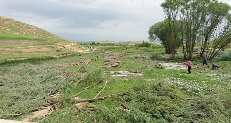شهروند خبرنگار؛قطع درختان حاشیه رودخانه امامزاده حسن(ع) اسلام آبادغرب+تصاویر