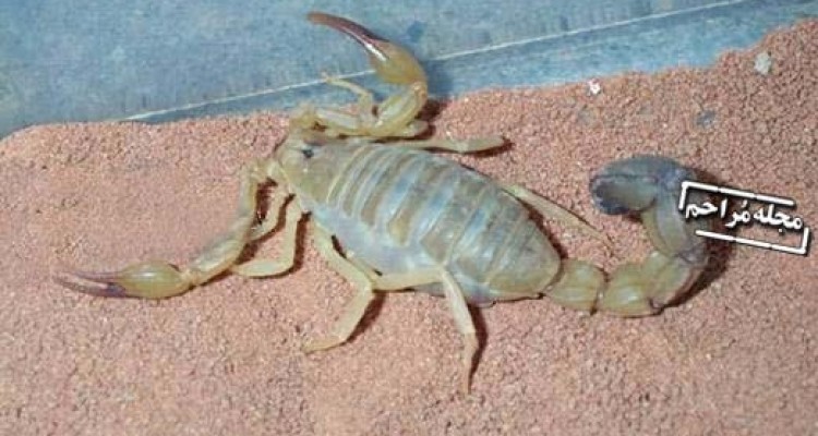 تصاویر زایمان عقرب/نمایان شدن بخشی از قدرت خداوند را ببینید