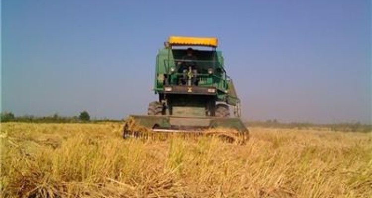 پیش بینی برداشت ۱۰۰هزار تن گندم در شهرستان اسلام آباد غرب