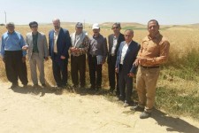 توصیه به کشاورزان اسلام آبادغرب جهت کشت محصولات با نیاز آبی کم/پیش بینی برداشت 250تن کلزا در بخش حمیل