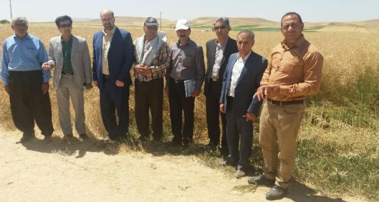 توصیه به کشاورزان اسلام آبادغرب جهت کشت محصولات با نیاز آبی کم/پیش بینی برداشت 250تن کلزا در بخش حمیل