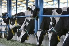 واردات 20 میلیون نطفه گاو اصلاح شده از آمریکا به ایران/ پیامدهای این موضوع در آینده عیان می شود