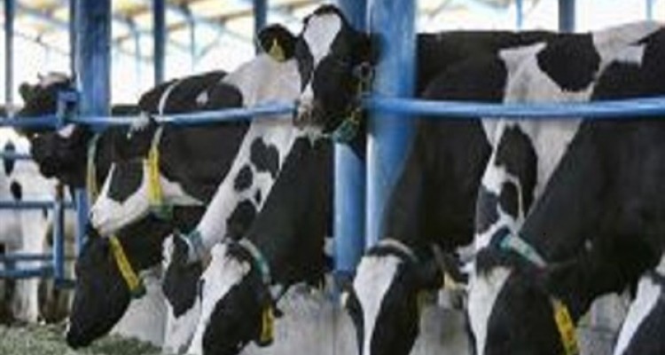 واردات 20 میلیون نطفه گاو اصلاح شده از آمریکا به ایران/ پیامدهای این موضوع در آینده عیان می شود