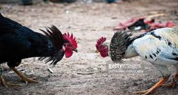 "کلشیر لاری"به فینال مسابقات خروس‌های جنگی استان کرمانشاه راه یافت