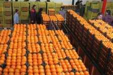 ضربه فنی باغداران ایرانی توسط نارنجی پوشان خارجی + فیلم 