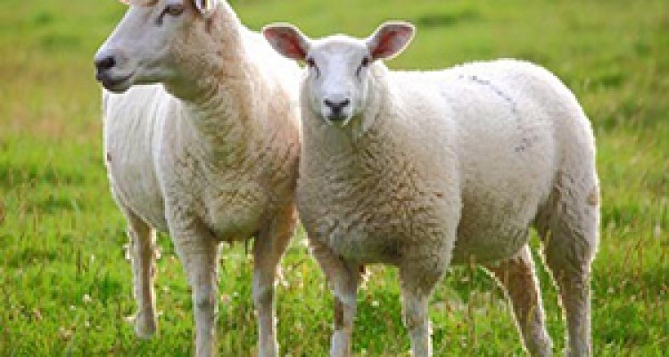 نسل کشی گوسفندها، عامل جدید گرانی گوشت + صوت 