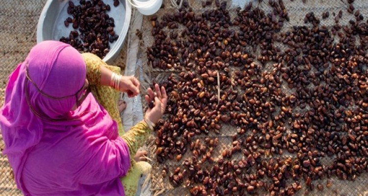 دلالان خرما بازار را قبضه کردند!/ سود 90 درصدی حاصل از زحمت یکساله کشاورزان کجا می رود؟