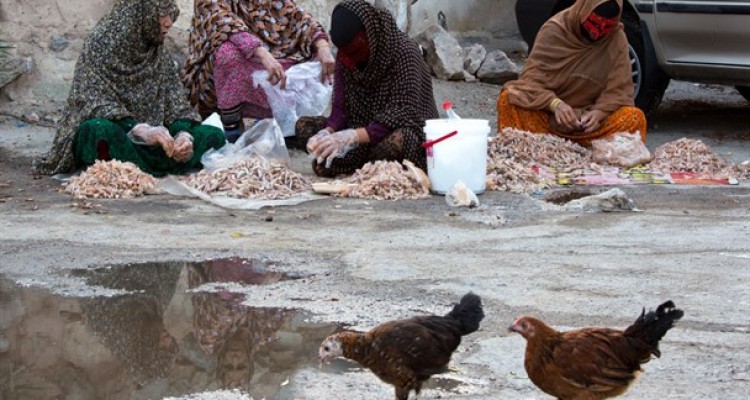 بازار داغ صید و فروش میگو در بندرعباس+تصاویر