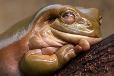 اشتغالزایی با پرورش قورباغه! + صوت 