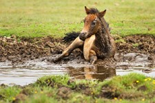  نجات کره اسب تازه متولد شده از داخل گل و لای + فیلم