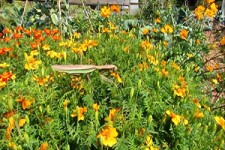 زنده زنده خوردن زنبور توسط مانتیس + فیلم 