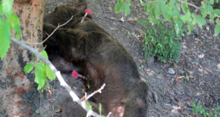 لحظه دلخراش مرگ خرس قهوه‌ای به‌دست مسئولان اداره کل حفاظت محیط زیست گلستان! + فیلم(18+) 