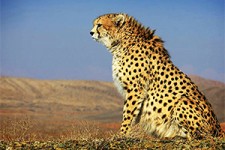 نجات یک یوزپلنگ به دست پیرزن 75 ساله + فیلم 