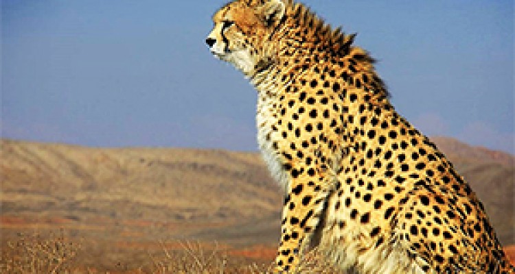 نجات یک یوزپلنگ به دست پیرزن 75 ساله + فیلم 