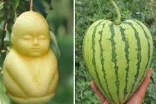 خلاقیت یک باغبان در تهیه میوه‌هایی به شکل قلب + فیلم 