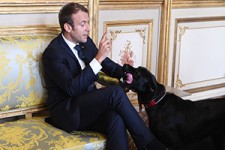 خرابکاری سگ رئیس جمهور فرانسه حین جلسه رسمی! + فیلم 