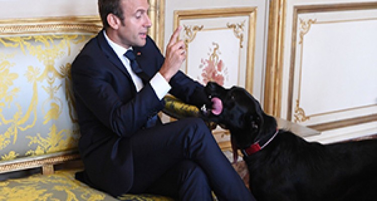 خرابکاری سگ رئیس جمهور فرانسه حین جلسه رسمی! + فیلم 