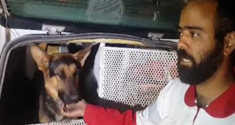 نجات ۶ نفر از زلزله‌زدگان توسط سگ‌های زنده یاب +فیلم 