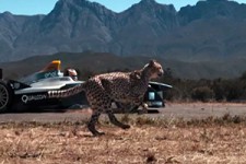 مسابقه دیدنی چیتا با خودروی فرمول یک + فیلم 