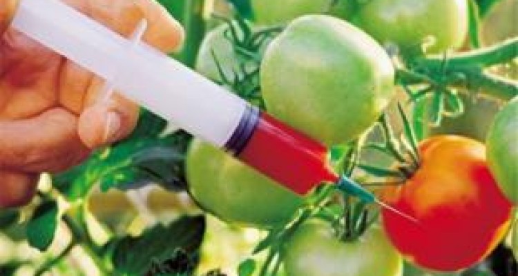 دلیل اصرار مشکوک برای خوراندن تراریخته به مردم چیست؟