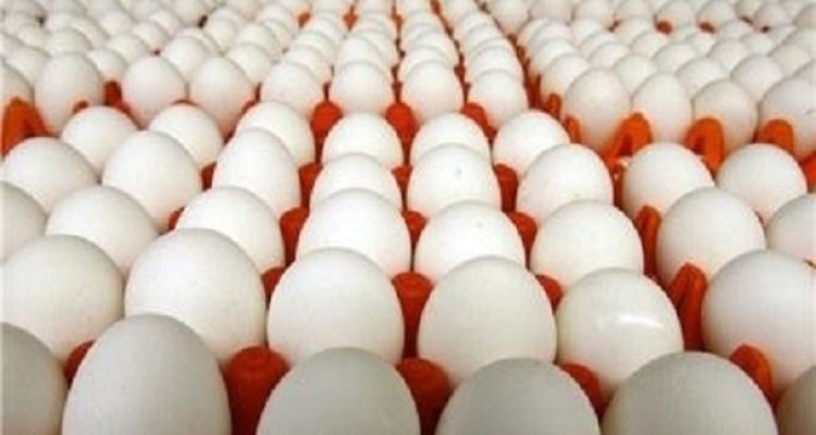 آغاز عرضه تخم مرغ شانه‌ای ۱۱هزار و ۶۰۰ تومانی از امروز/ کاهش قیمت با واردات ۲۰ هزار تن تخم مرغ