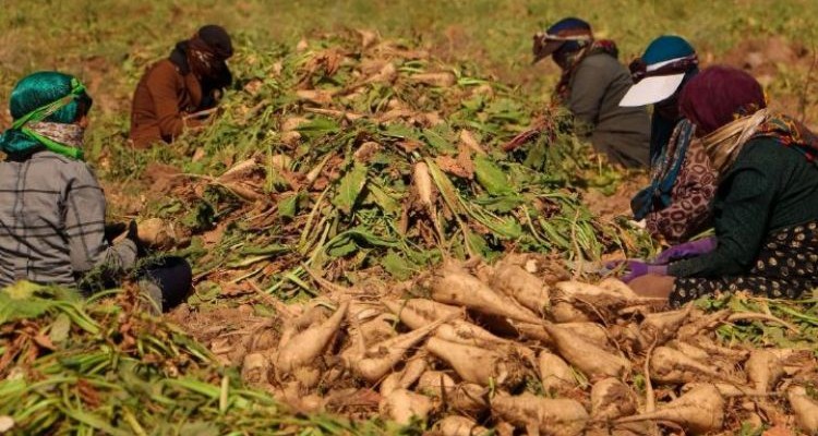  کشاورزان به دنبال فروش چغندر؛کارخانه داران در پی دریافت مطالبات یارانه ای