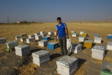 درآمد حلال با تولید عسل /وقتی با اشتغالزایی ساده نیش زنبورها هم شیرین می شود