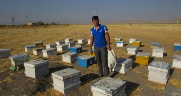 درآمد حلال با تولید عسل /وقتی با اشتغالزایی ساده نیش زنبورها هم شیرین می شود