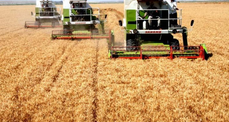  کشاورزی محور توسعه پایدار کرمانشاه