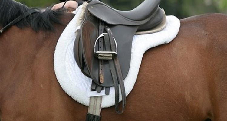 امسال دولت بیش از 35 تن زین اسب وارد کرده است