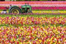 دسته گل هایی که واردات به آب می دهد!