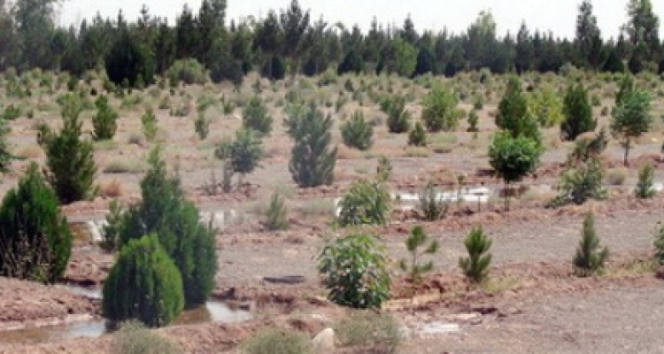 کاشت ۵۰ هزار اصله نهال در اسلام آبادغرب