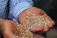 صنعت خاک فروشی گندم در دام تورهای جدید + صوت 