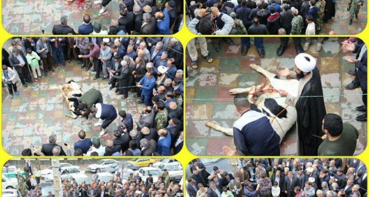 ذبح قربانی به شکرانه بارش رحمت الهی در اسلام آبادغرب +تصاویر