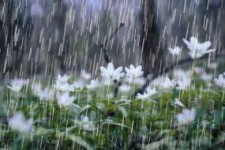 ۳۷۲.۴میلیمتر بارش طی سال زارعی جاری دراستان کرمانشاه/کاهش ۴درصدی