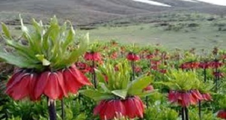 شکوفائی وسیع‌ترین دشت لاله‌های واژگون ایران + فیلم 