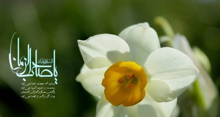 طرح/ ولادت حضرت مهدی (عج)